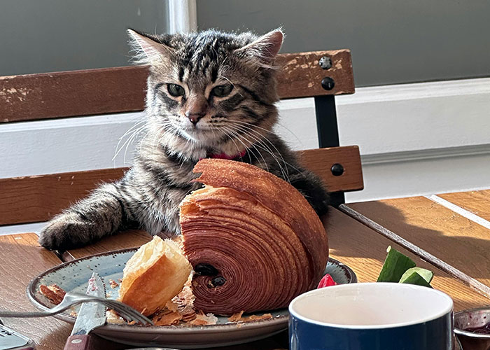 Tabby cat sitting at a table with a pastry and coffee cup, illustrating bizarre cat hacks owners discovered that actually work.