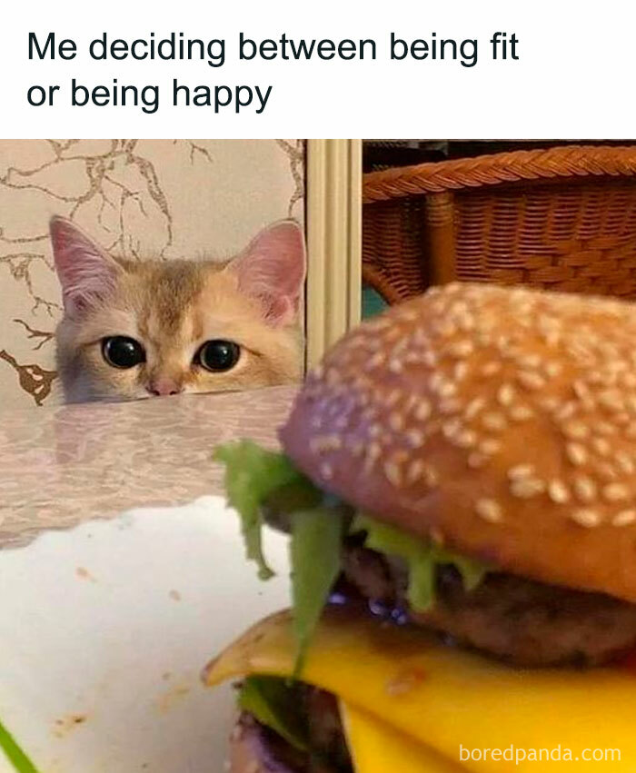 Cat meme showing a cat peeking over a table with a burger, representing the dilemma of fitness versus happiness.