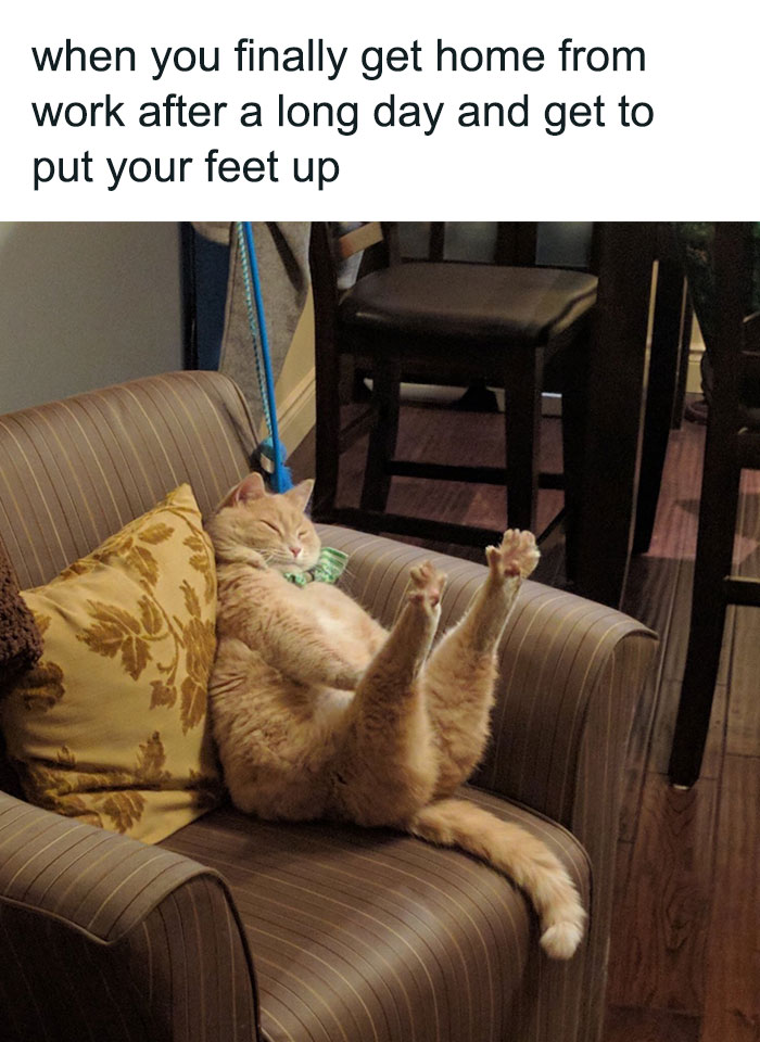 Lazy orange cat lying on couch with feet up, a funny example of cat meme therapy for cat lovers and pspsp fans.