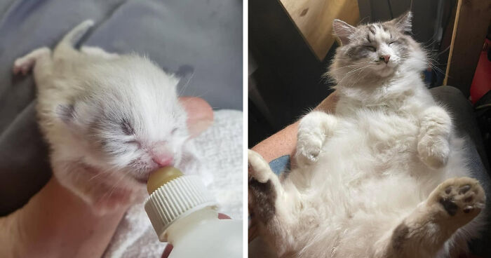 Newborn kitten being bottle-fed and fully grown cat resting comfortably, showing the difference from kitten to cat.