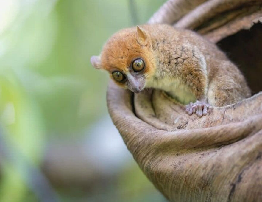 Tiny creature with large eyes peeking from curled leaf, one of the smallest animals in the world competing for the title