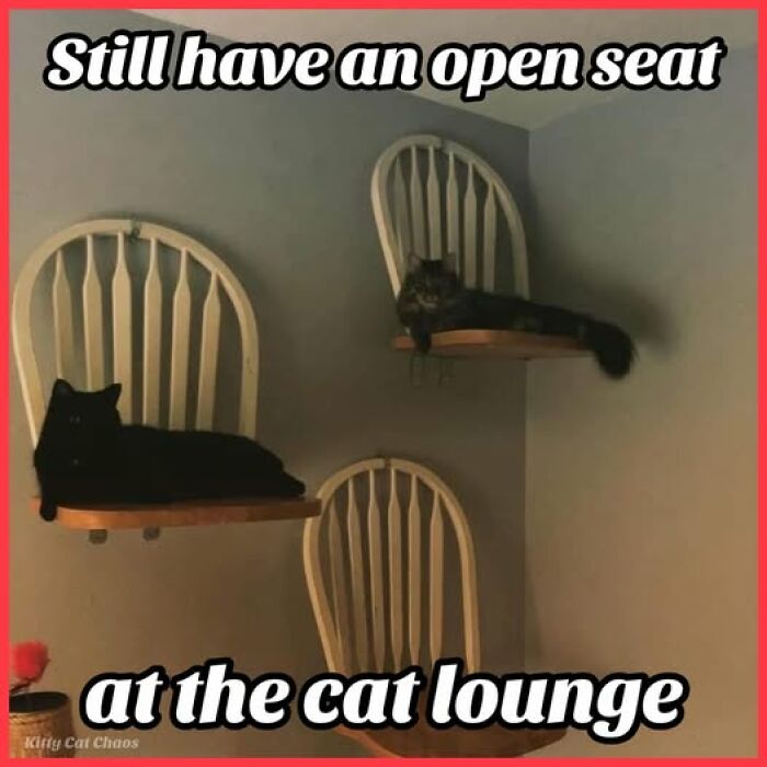 Two cats resting on wall-mounted chairs with text referencing an open seat at a cat lounge for cat meme therapy.