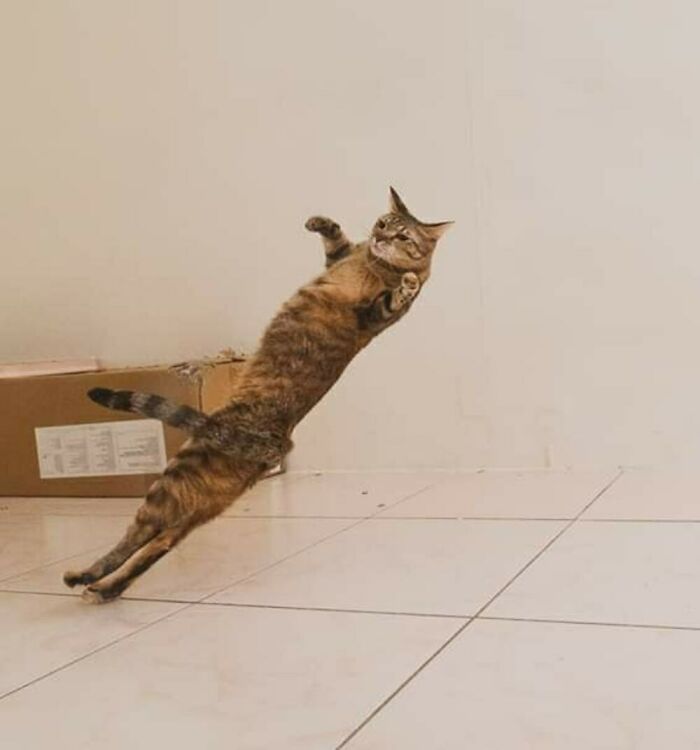 Cat leaping mid-air indoors, capturing one of the hilarious cat moments caught on camera with a box in the background.