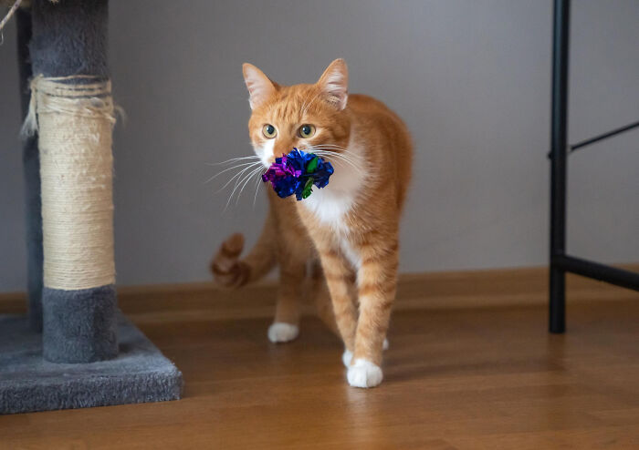 Orange tabby cat carrying a colorful crumpled foil ball in its mouth near a scratched cat scratching post indoors.