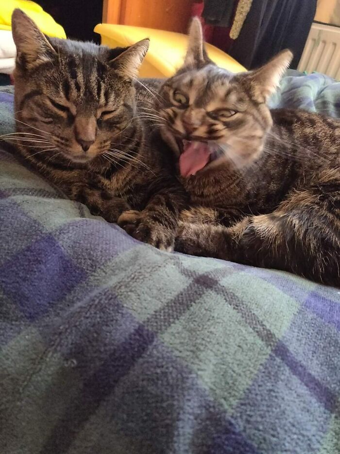 Two tabby cats lying on a blanket, one with eyes closed and the other making a funny face, capturing hilarious cat moments.