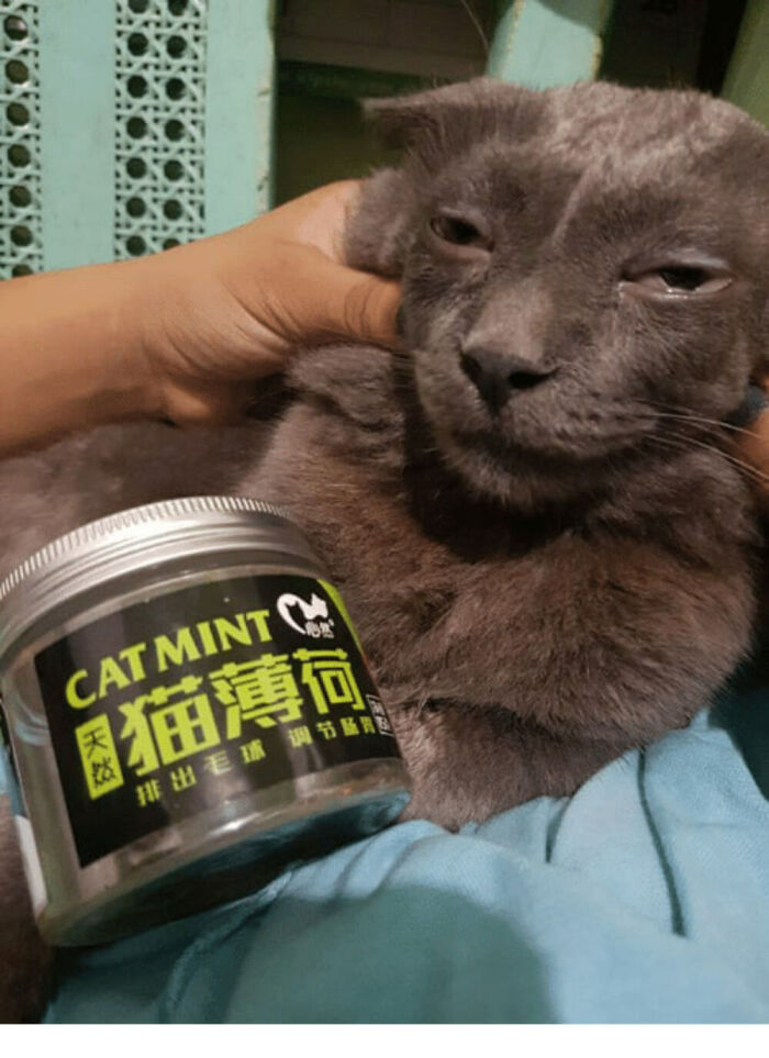 Gray cat looking sleepy while being held next to a jar of cat mint, capturing a hilarious cat moment caught on camera.