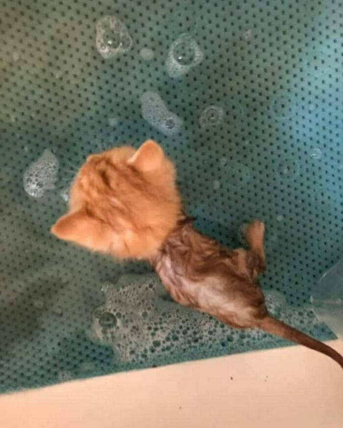 Wet orange kitten in a bathtub with bubbles, showing a hilarious cat moment caught on camera.