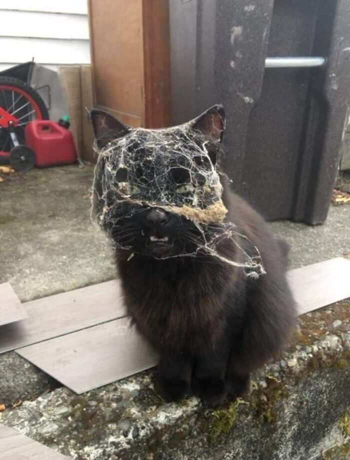 Black cat sitting outside with cobwebs tangled over its face, showcasing a hilarious cat moment caught on camera.