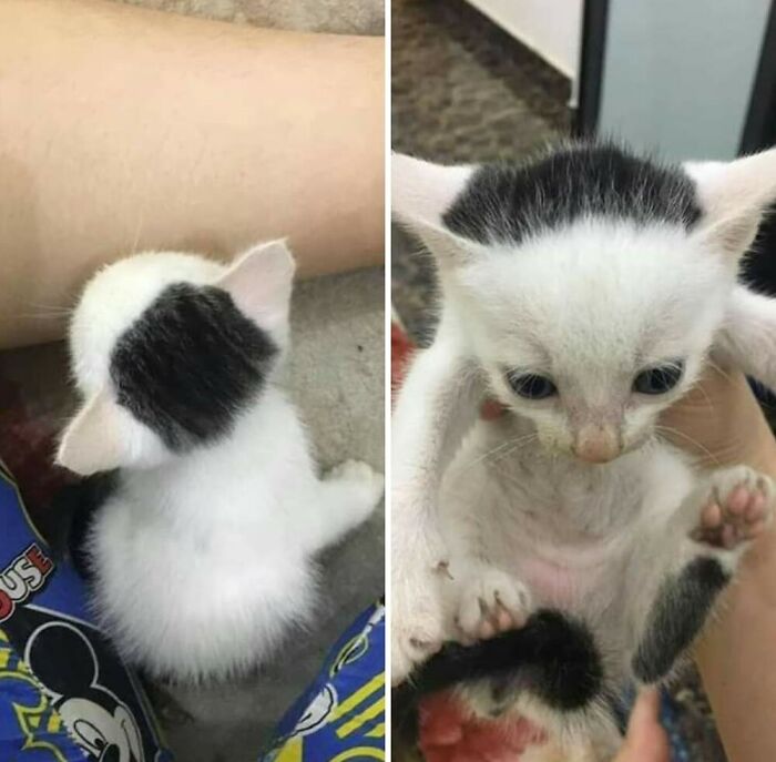 Two adorable kittens with black and white fur, showcasing hilarious cat moments caught on camera in a playful setting.