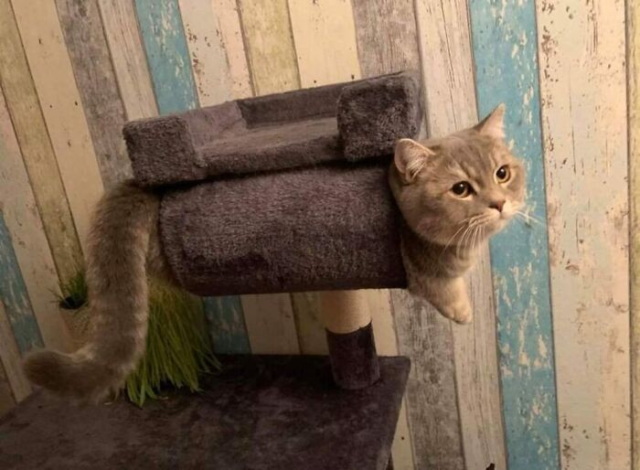 Cat caught in a funny moment inside a cat tree, showcasing hilarious cat moments caught on camera at home.