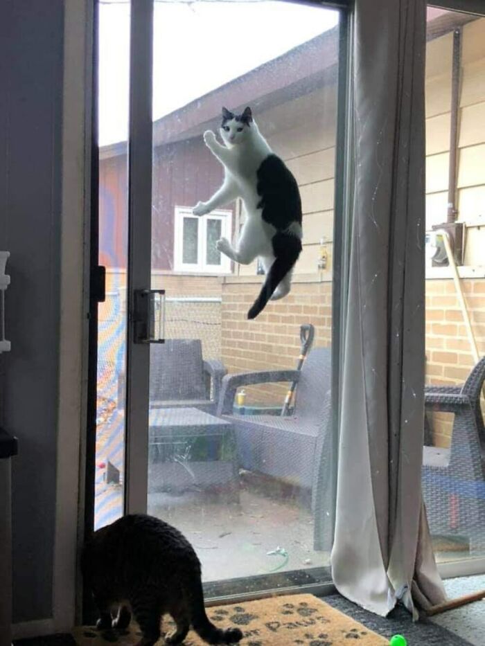 Cat caught mid-air climbing a screen door, showcasing one of the funniest cat moments caught on camera.