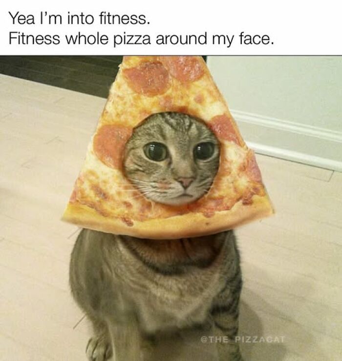 Cat meme with a cat wearing a pizza slice on its head, humorously relating cat memes and pizza fitness joke.