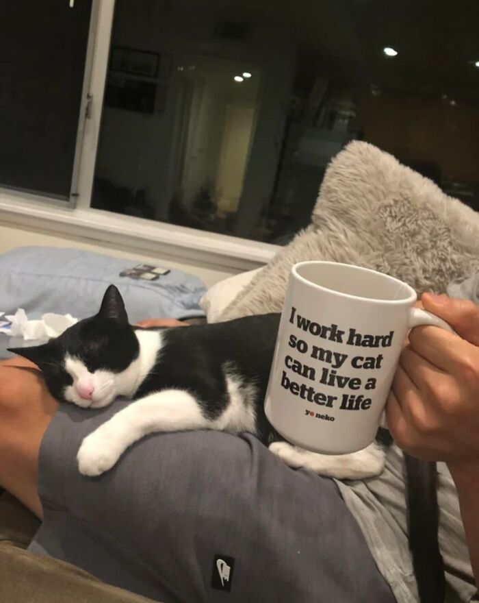 Black and white cat sleeping on a person's lap next to a mug with a funny cat moment quote.