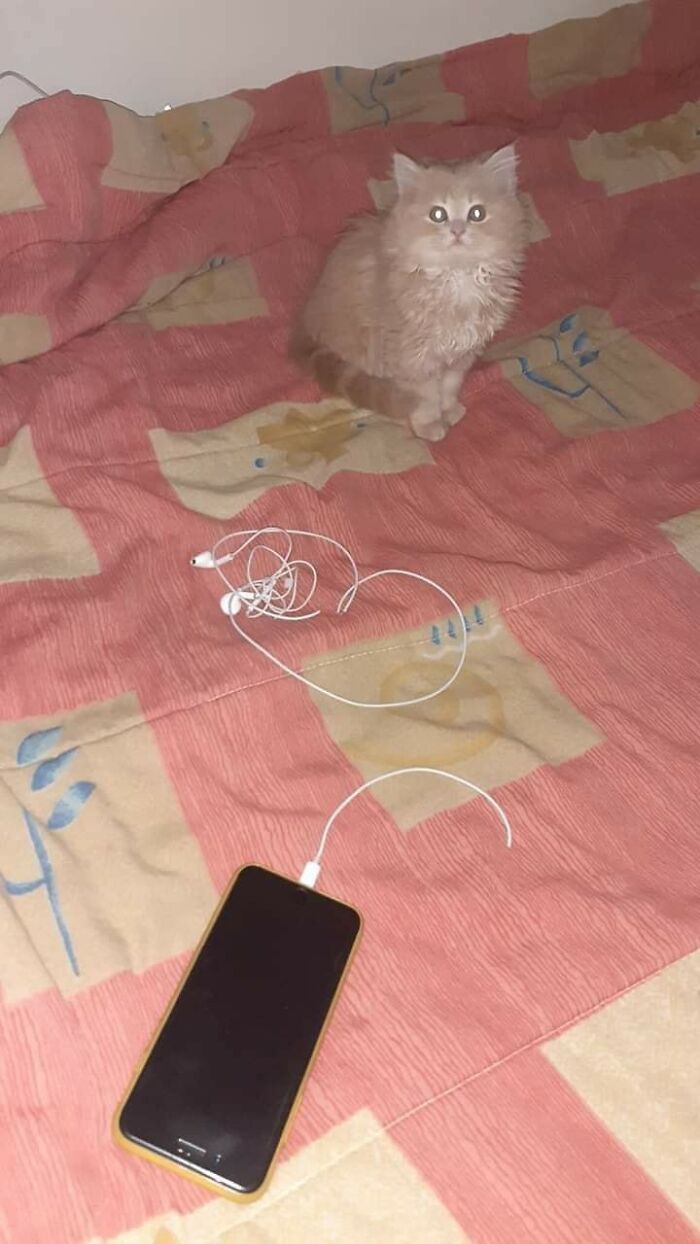 Fluffy cat sitting on a patterned bed near a smartphone and tangled earphones in a hilarious cat moment caught on camera.