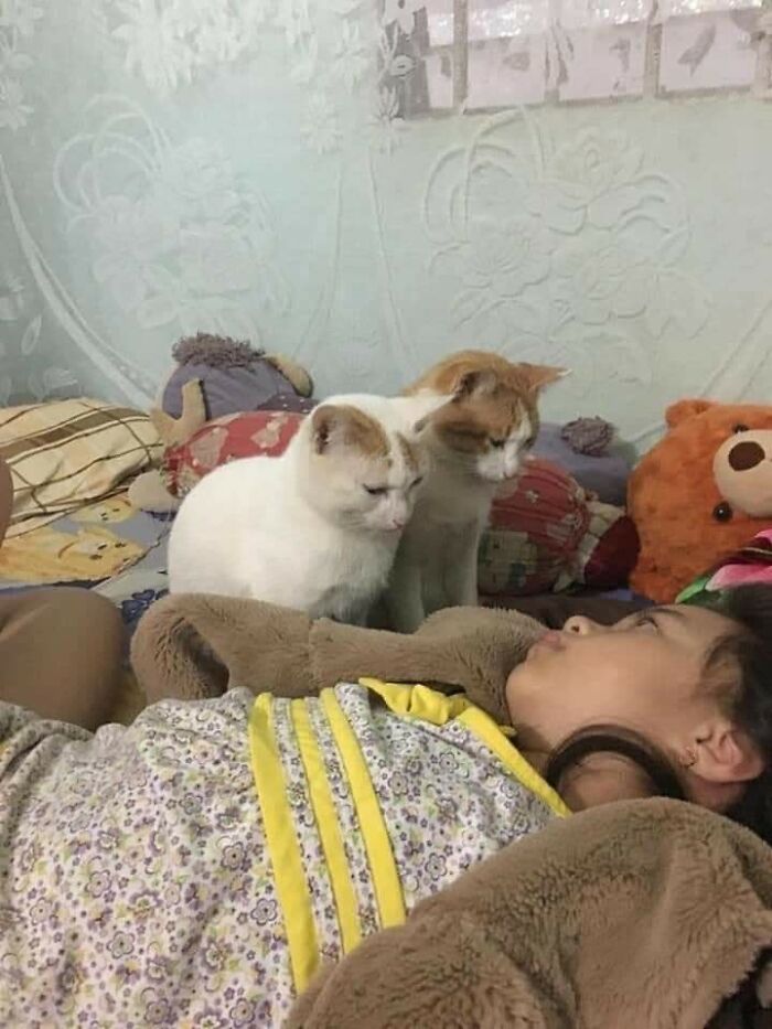 Two curious cats closely watching a child lying on a bed, capturing a hilarious cat moment caught on camera.