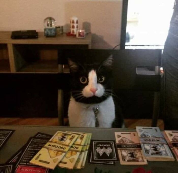 Black and white cat sitting at a table with playing cards and fake money, a hilarious cat moment caught on camera.