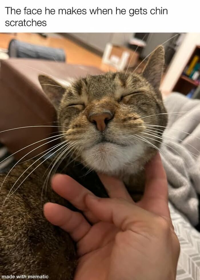 Cat enjoying chin scratches with eyes closed, showing contentment and comfort in a close-up pet moment.