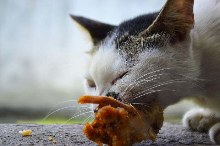 Roasted whole turkey with seasoned skin on a dining table, surrounded by plates and wine glasses, most destructive thing cat.