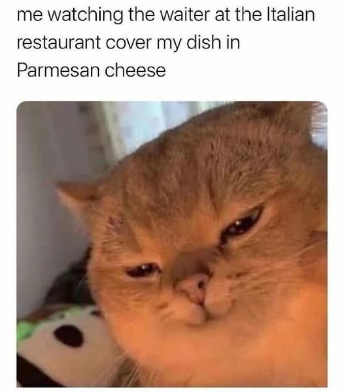 Orange cat with a skeptical expression captioned about watching waiter cover dish in Parmesan cheese, cat memes for cat lovers.