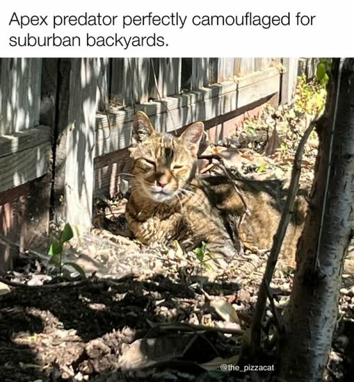 Tabby cat perfectly camouflaged in suburban backyard, blending into natural surroundings with sunlight and shadows.