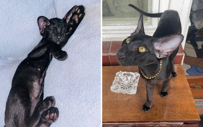 Adorable black cat growing up shown in before and after photos, highlighting changes in size and features.