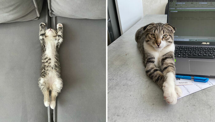 Tabby cat growing up shown in before-and-after photos, stretching on a couch and resting by a laptop.