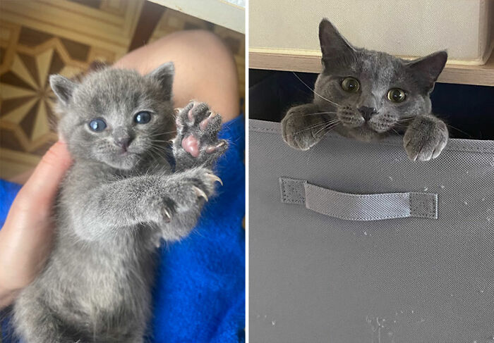 Gray cat growing up shown in adorable before-and-after photos with blue eyes as a kitten and curious adult cat.