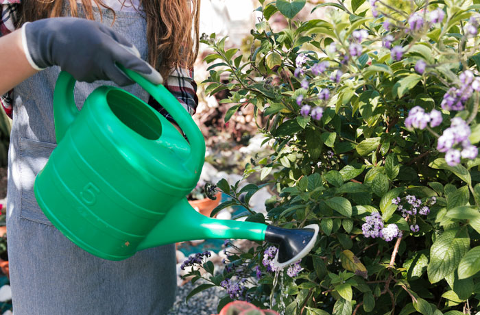 Person wearing gloves watering flowering plants with a green watering can outdoors on a sunny day, illustrating on-site landlord acts.