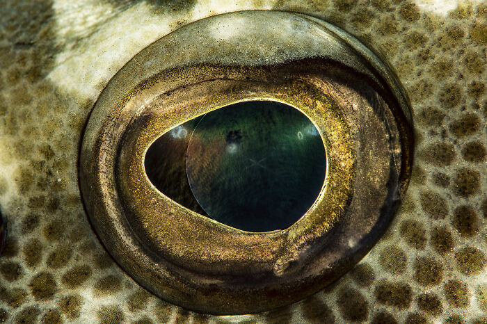Close-up of deep sea creature eye captured by diver and photographer specializing in mysterious underwater wildlife.