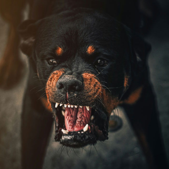 Aggressive Rottweiler snarling with bared teeth in an intense wild we need to leave right now story moment.