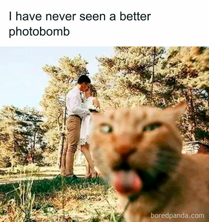 Funny cat meme showing a cat photobombing a romantic couple outdoors, perfect for cute and funny cat memes.