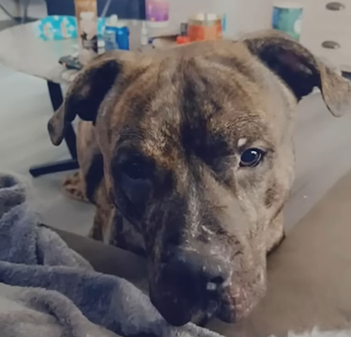 Close-up of a brindle pit bull dog indoors, highlighting the breed linked to the horror attack on a 6-month-old baby.