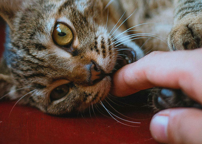 Close-up of a cat gently nibbling a person's finger, illustrating bizarre cat hacks owners discovered that actually work.