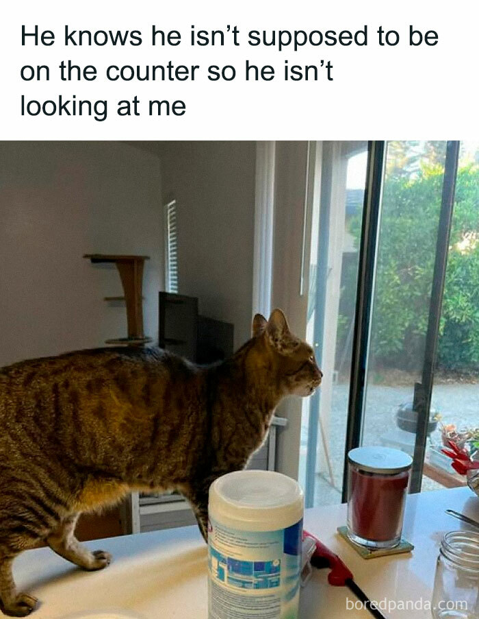 Tabby cat standing on a kitchen counter, avoiding eye contact, featured in a popular cat meme collection.