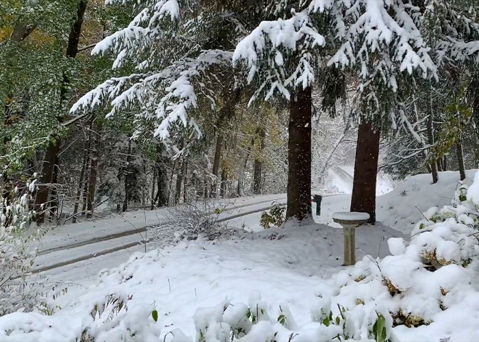 Snow-covered trees and ground in a quiet forested area during winter, with a birdbath partially visible.