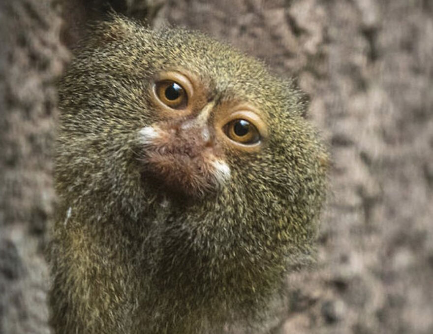 Tiny pygmy marmoset with curious eyes perched on a branch, one of the smallest animals in the world.