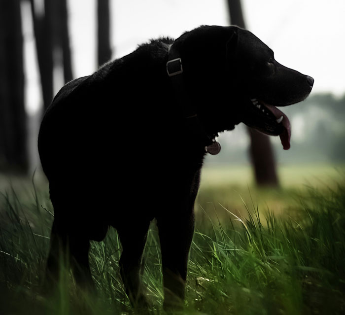 Black dog standing in tall grass with tongue out, illustrating one-in-a-million coincidences that are hard to believe actually happened.