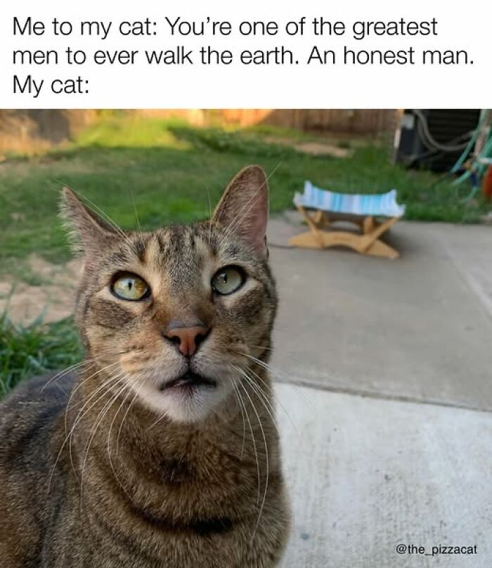 Tabby cat with a skeptical expression sitting outside on a concrete patio, related to cat memes for cat lovers.
