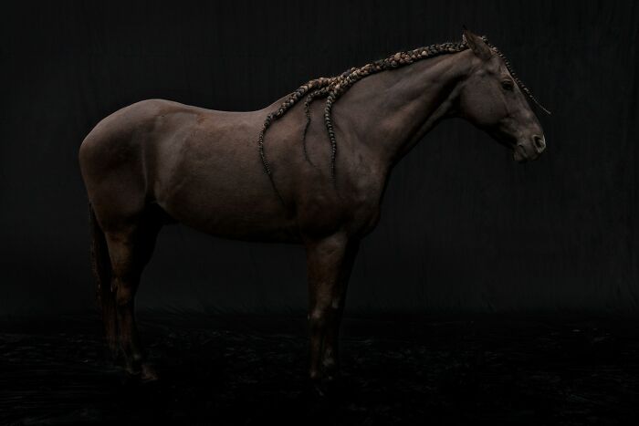 Black horse with braided mane portrait, showcasing award-winning photos from the 2025 Photographer of the Year contest.