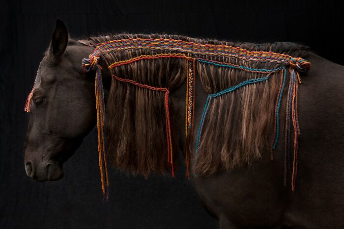 Black horse with braided mane portrait, showcasing award-winning photos from the 2025 Photographer of the Year contest.