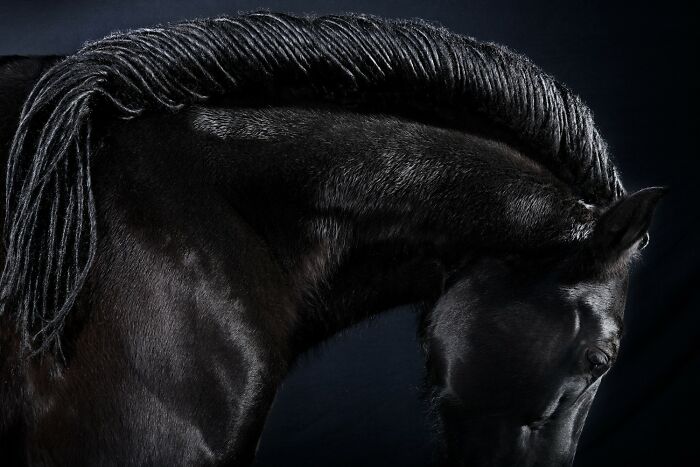 Black horse with braided mane portrait, showcasing award-winning photos from the 2025 Photographer of the Year contest.
