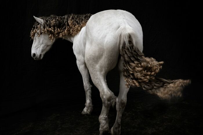 Black horse with braided mane portrait, showcasing award-winning photos from the 2025 Photographer of the Year contest.