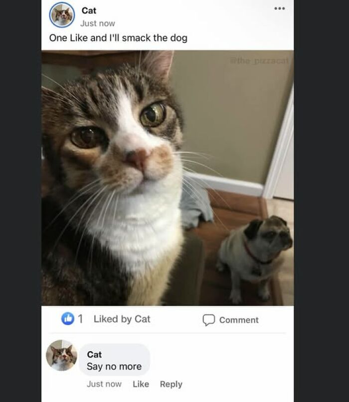 Close-up of a cat with a dog in the background in a humorous cat meme therapy post.