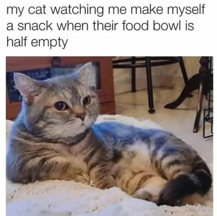 Gray tabby cat lying down with a serious expression, illustrating cat memes about attentive and demanding cats.