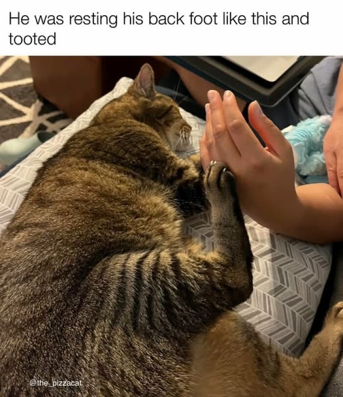 Tabby cat lying on a bed with its back foot resting on a person's hand, showcasing funny cat meme humor.