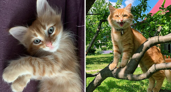 Adorable before-and-after photos of an orange tabby cat growing up, showing kitten and adult stages outdoors and indoors.