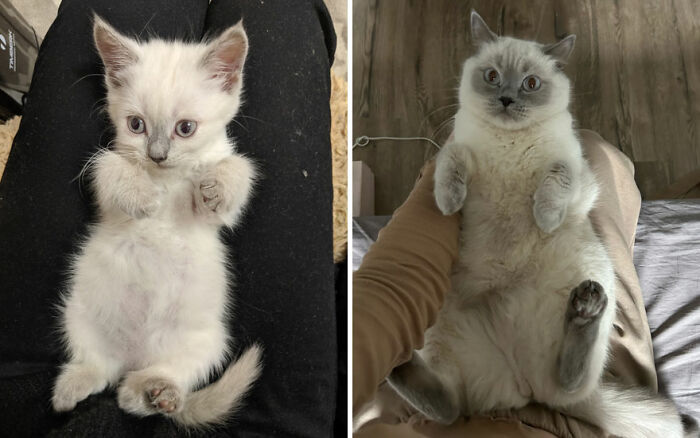Adorable before-and-after photos of a cat growing up from a tiny kitten to a fluffy adult cat on a person's lap.