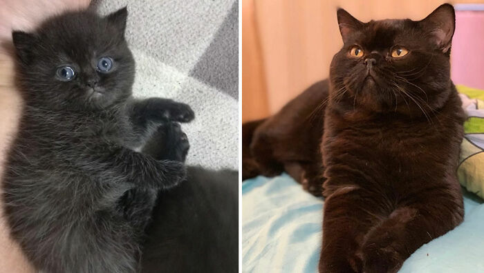 Cute black cat before and after growing up, showing the adorable transformation of cats growing up over time.