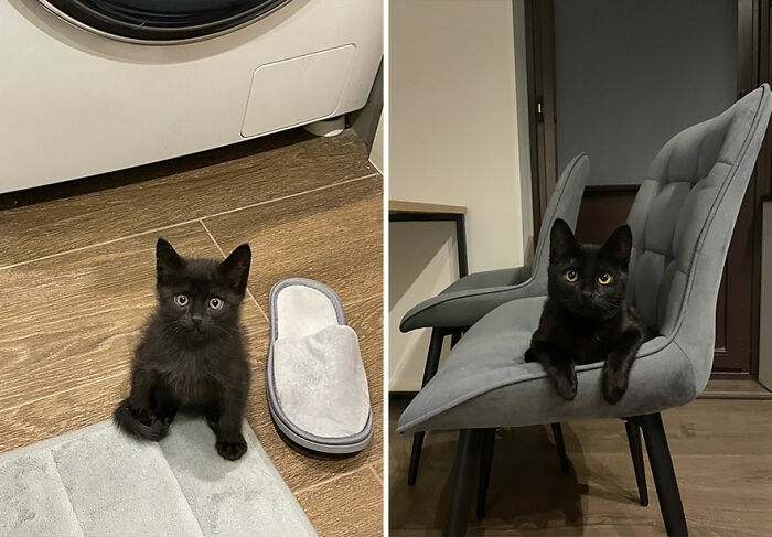 Black cat grows from small kitten on floor near slipper to larger cat perched on gray chair indoors.