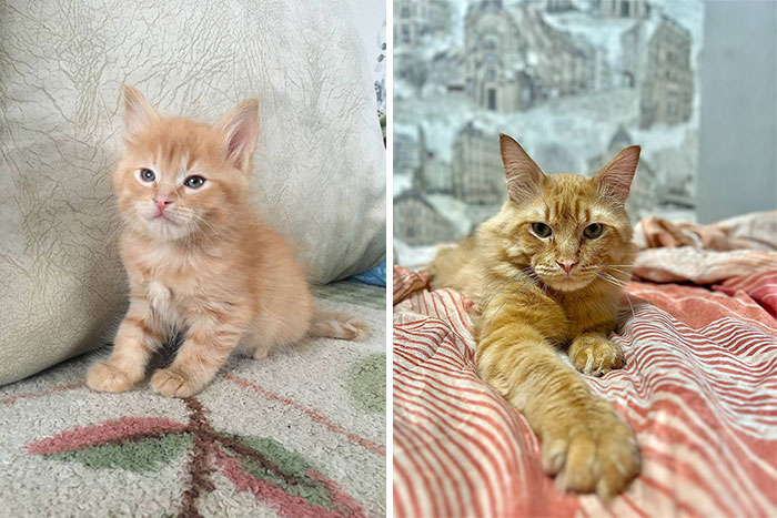 Before-and-after photos of an adorable orange cat growing up, showing changes from kitten to adult cat.